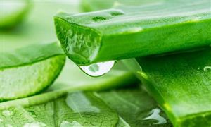 植物提取物市场消费现状 植物提取物市场规模预测