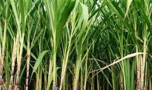 有机农产品行业市场调研：需求日益增加 市场潜力巨大