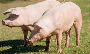 国家发展改革委会同有关部门召开生猪市场保供稳价专题会议