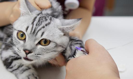 细菌性疾病的防控将从兽药防治转向动物疫苗防疫