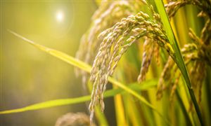 2022年中国水稻种业市场现状及发展趋势分析