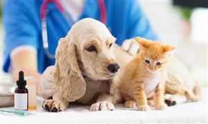 宠物医院行业分析 线上宠物医疗兴起