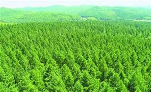 林业发展现状及趋势 我国生态林业的发展前景十分广阔