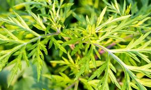 艾草种植行业现状 艾草种植发展前景预测