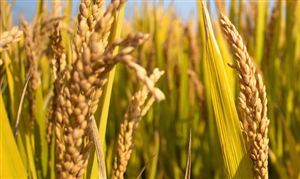 贵州榕江试种成功1.9米高巨型稻 让禾下乘凉梦遍地开花 稻谷市场分析