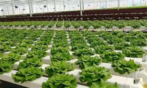 无土种菜年产300吨 水培蔬菜行业投资前景现状分析