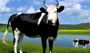 奶牛养殖行业市场调研 奶牛养殖行业前景大好