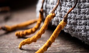 冬虫夏草行业现状分析