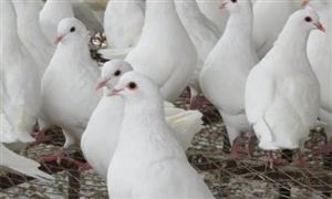 肉鸽养殖利润如何？肉鸽养殖行业前景分析2022