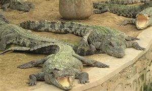 养殖鳄鱼需要办证吗？2022鳄鱼养殖行业发展前景投资分析