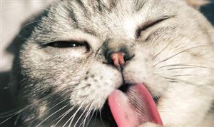 中国宠物行业市场现状分析 美国宠物市场发展现状分析 