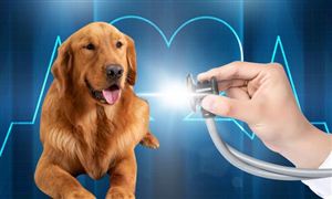 宠物医院市场现状及前景分析2022