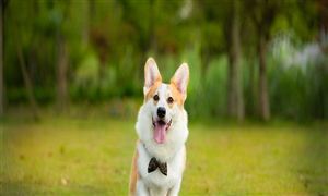 宠物行业现状分析 2022宠物行业发展前景预测