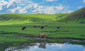 奶牛养殖行业市场现状分析 奶牛养殖行业市场前景及趋势分析