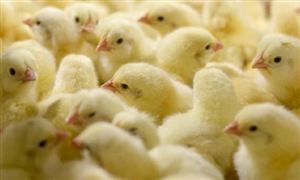 养鸡企业销售数据持续向好 肉鸡养殖行业供需分析