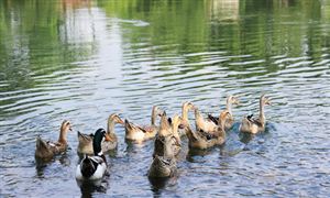 2022年养鸭行业前景及市场发展趋势调研分析报告 ​