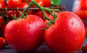 串番茄行业市场发展现状 串番茄行业产量分析