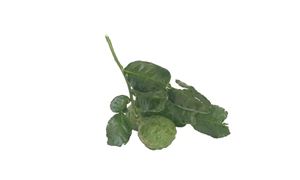 中国是最大的草酸市场  草酸行业市场发展趋势及前景分析?