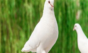 肉鸽行业市场分析 肉鸽养殖的成本和利润及市场现状分析