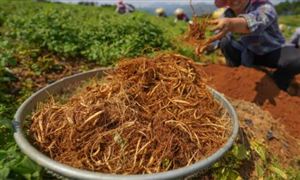 中药种植行业发展分析 2022中药种植行业市场投资前景及机遇