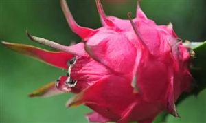 火龙果价格 广西火龙果产业发展分析