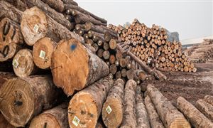 行业分析 木材加工行业现状分析报告2022