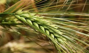 青稞产业发展现状及区域发展情况分析