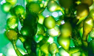 微藻生物燃料行业分析 微藻生物燃料行业前景分析