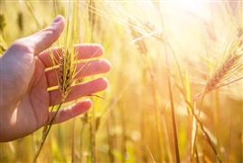 我国农业保险保费规模世界第一 我国农业保险发展空间巨大