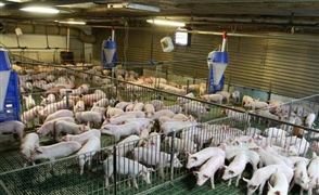 猪饲料行业发展现状分析2022 猪饲料行业市场深度分析