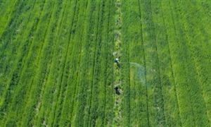 全国秋粮收获超98% 预计今年冬油菜面积将稳定在1亿亩以上