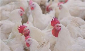“史上最严重”！超5230万只禽类被宰杀 已涉及46州美国禽流感疫情仍在蔓延 中国肉鸡养殖供需现状调研