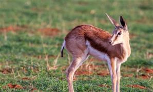 中兽药行业发展前景 中国中兽药行业应用现状分析