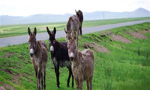 饲料行业分析报告 中国牧草饲料市场需求量分析2022