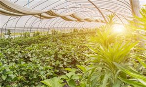 蔬菜基地市场调研 2022年中国蔬菜基地行业市场分析