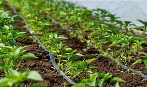 滴灌带行业市场调研及滴灌带行业发展现状分析