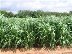 各地加强牧草饲料储备确保牲畜安全过冬 我国牧草颗粒饲料加工利用发展方向