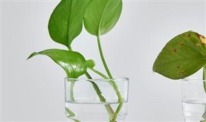 2022年除甲醛行业前景怎么样？ 除甲醛行业现状分析