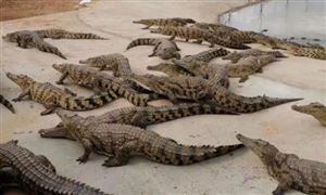 鳄鱼养殖经济价值 鳄鱼养殖行业现状及市场需求规模预测