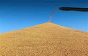 连续8年 1.3万亿斤以上 全球粮食供应链安全遇前所未有挑战