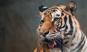 动物保健品行业市场规模 动物保健品行业投资策略预测