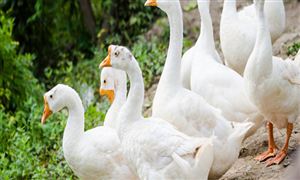 养殖行业分析 2022年鹅养殖行业发展趋势及市场前景分析