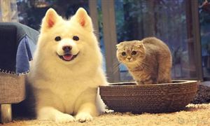 宠物寄存处行业发展前景 宠物寄存处行业发展前景广阔