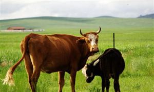 中办、国办印发《乡村振兴责任制实施办法》 附全文