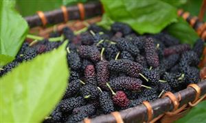 桑葚行业市场形势分析及桑葚加工应用制品分析2022