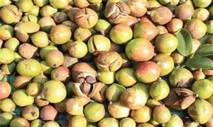 江西促进油茶产业发展， 油茶产业总产值约420亿元