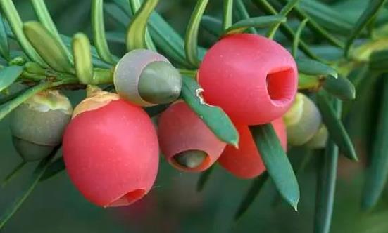 紫杉醇原料药市场价格 中国紫杉醇原料药行业发展趋势预测