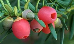 紫杉醇原料药市场价格 中国紫杉醇原料药行业发展趋势预测