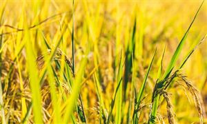 粮食行业市场发展现状 中国粮食行业产量分析