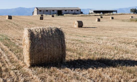 中国秸秆饲料行业深度分析 秸秆饲料潜在市场十分广阔